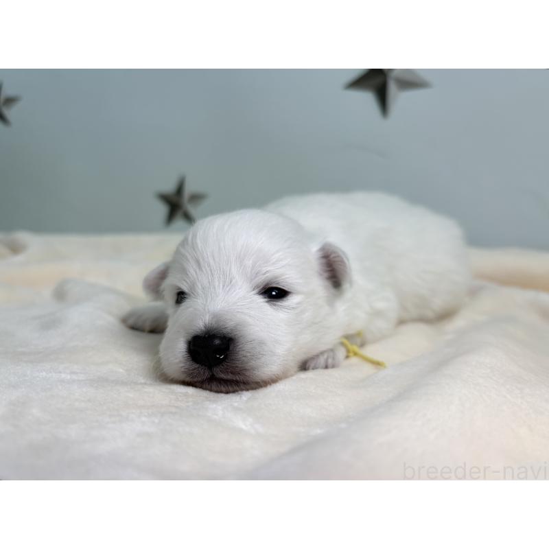 販売中の千葉県の日本スピッツ-453419の4枚目