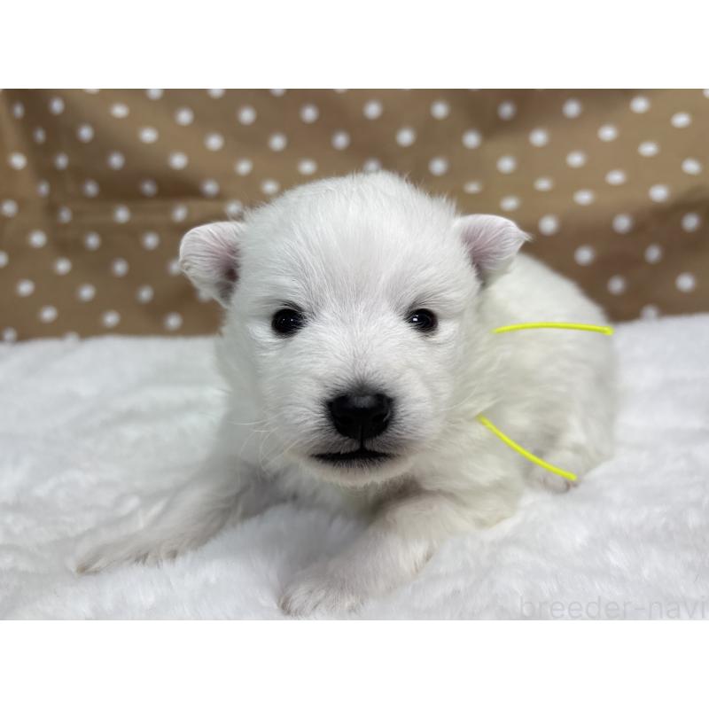 販売中の千葉県の日本スピッツ-453419の3枚目