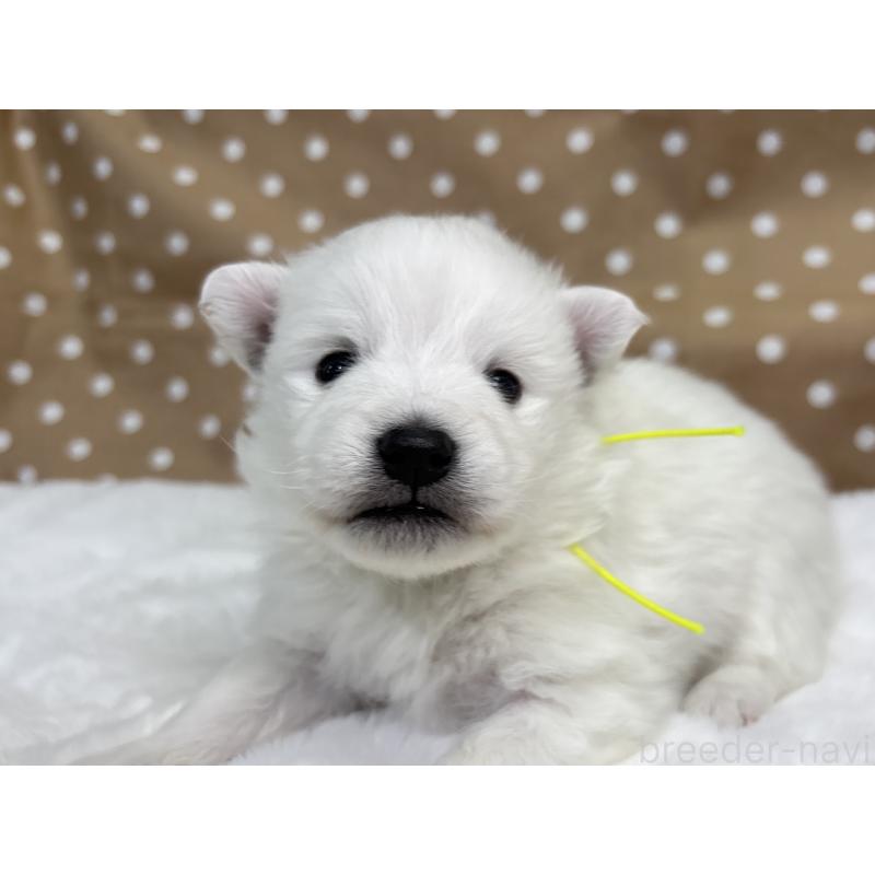 販売中の千葉県の日本スピッツ-453419の2枚目