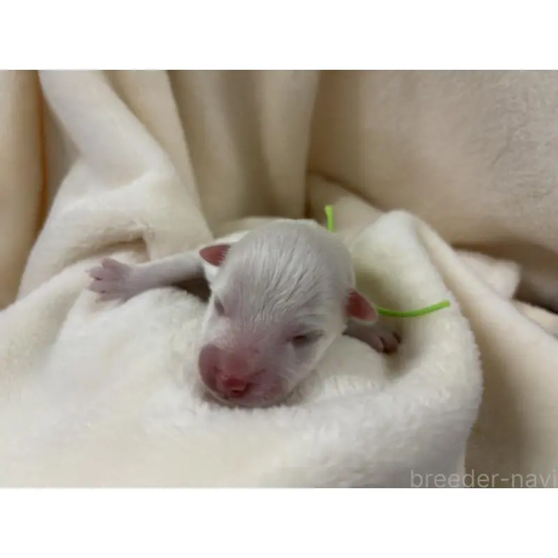 販売中の千葉県の日本スピッツ-453429の10枚目