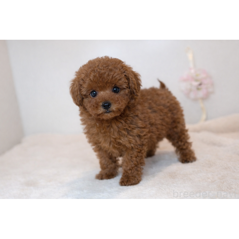 販売中の広島県のティーカッププードル-453421の3枚目