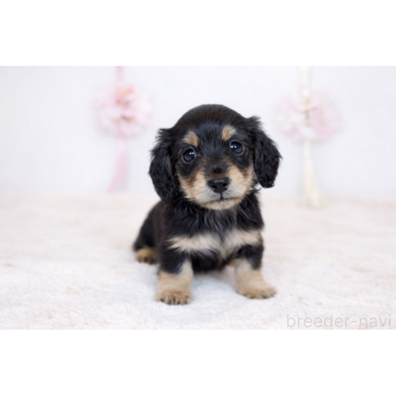 販売中の広島県のミニチュアダックスフンド(ロングヘアード)-453423の2枚目