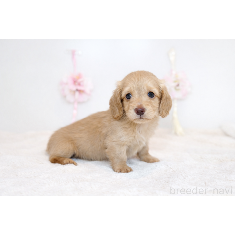 販売中の広島県のミニチュアダックスフンド(ロングヘアード)-453424の3枚目