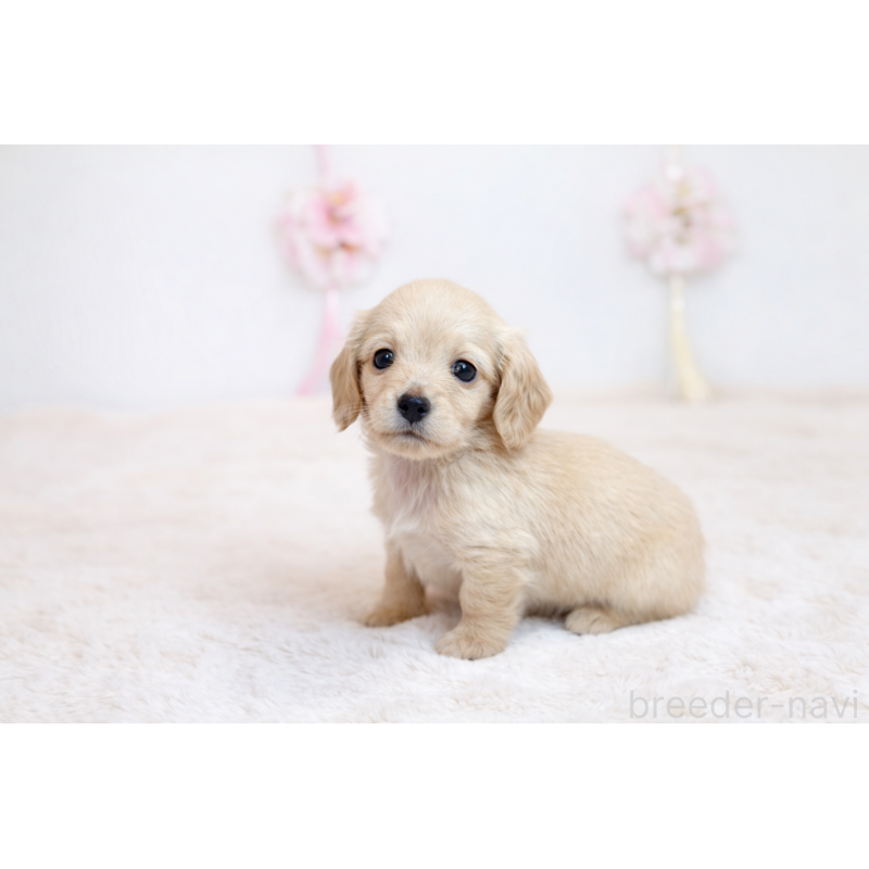 販売中の広島県のミニチュアダックスフンド(ロングヘアード)-453425の3枚目