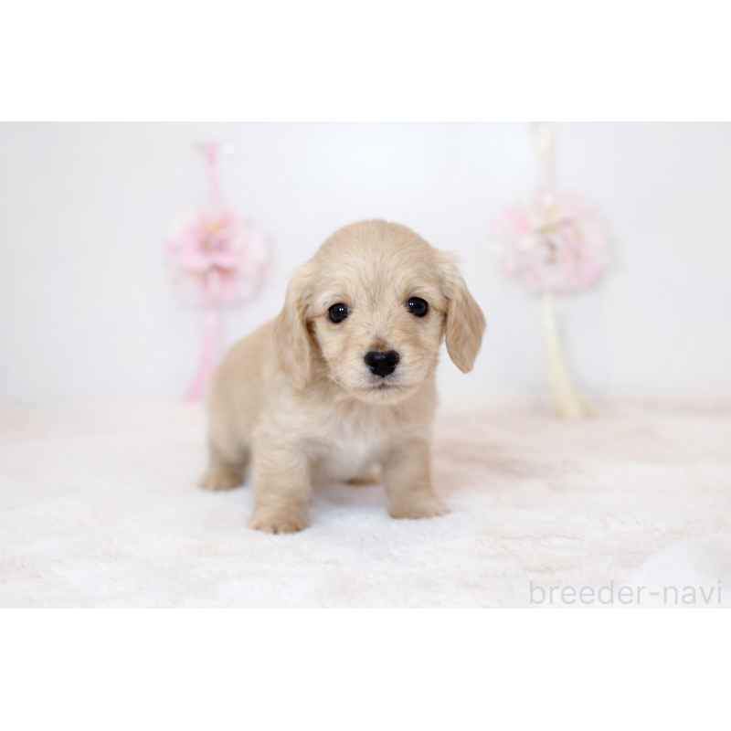 販売中の広島県のミニチュアダックスフンド(ロングヘアード)-453425の2枚目