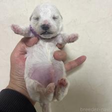 ♀︎ビションフリーゼ