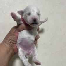 ♀︎ビションフリーゼ