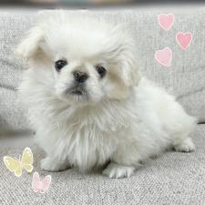 ♀︎ペキニーズ