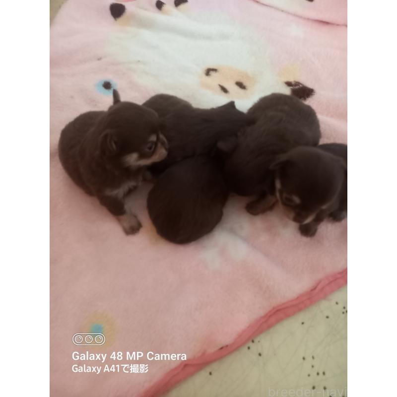 販売中の山口県のチワワ(ロングコート)-453152の7枚目