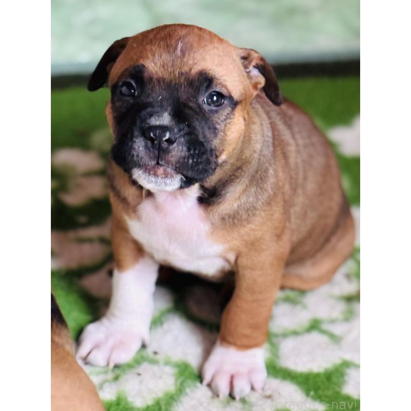 販売中の神奈川県のアメリカンピットブルテリア-445370の4枚目