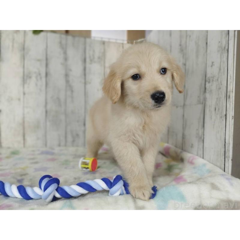 販売中の三重県のゴールデンレトリーバー-453426の5枚目