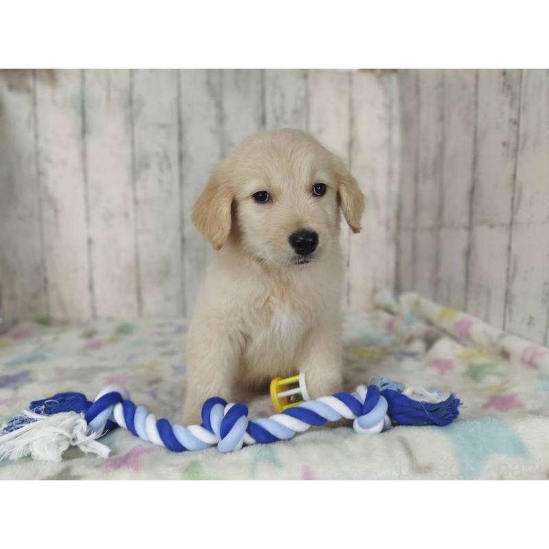 販売中の三重県のゴールデンレトリーバー-453426の4枚目