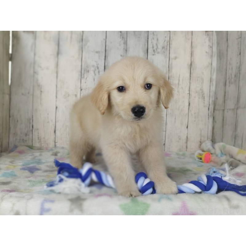 販売中の三重県のゴールデンレトリーバー-453426の3枚目