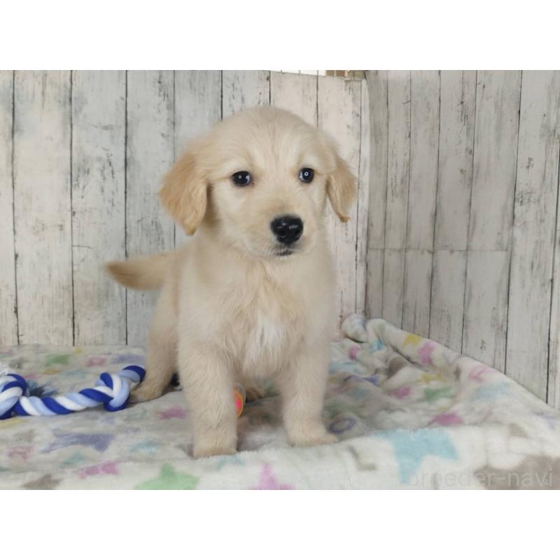 販売中の三重県のゴールデンレトリーバー-453426の2枚目