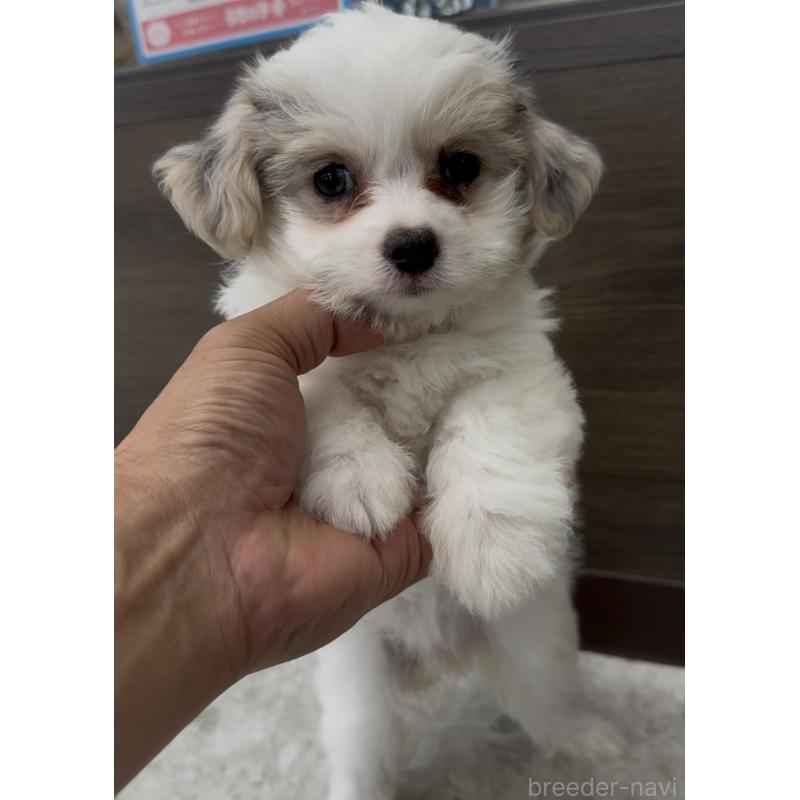 販売中の福岡県のチワマル:チワワ×マルチーズ-446151の7枚目