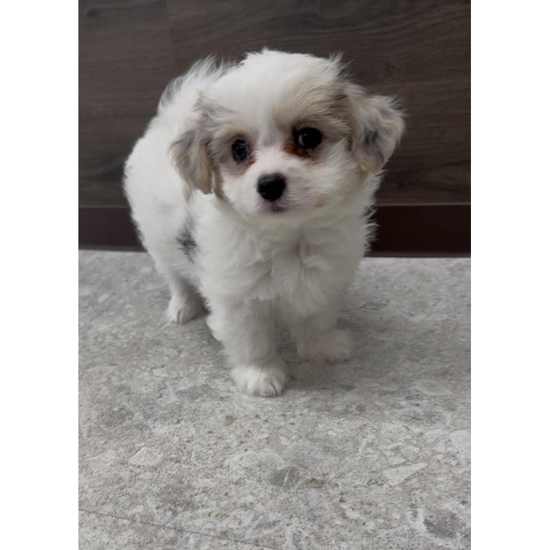 販売中の福岡県のチワマル:チワワ×マルチーズ-446151の6枚目