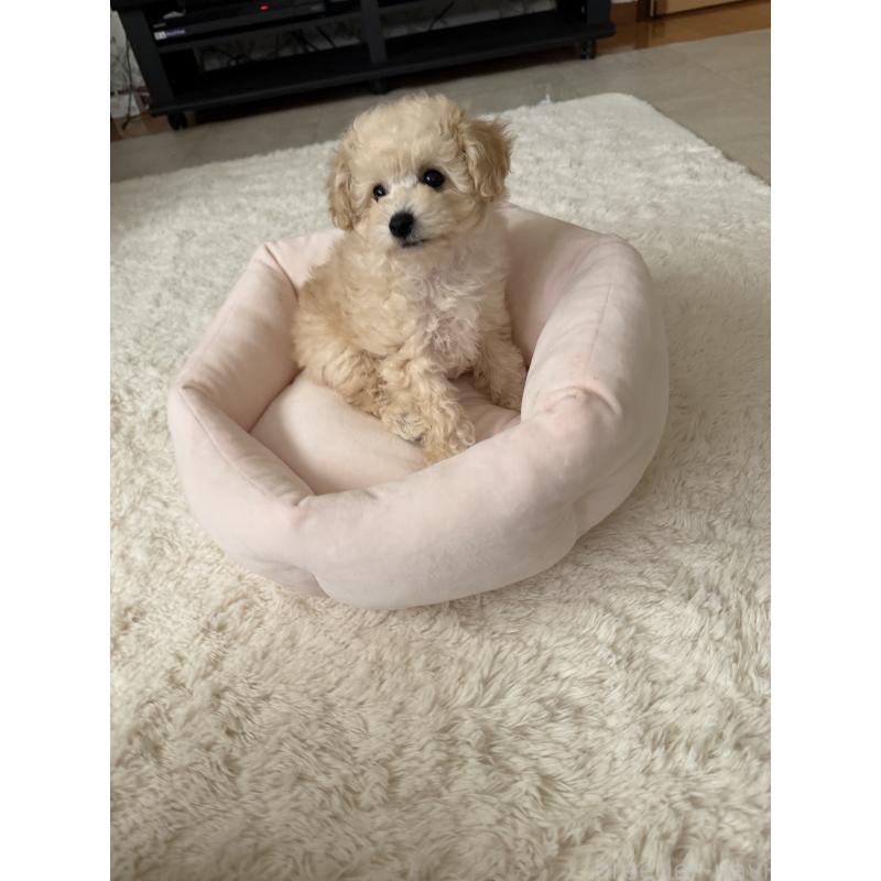 販売中の埼玉県のタイニープードル-447910