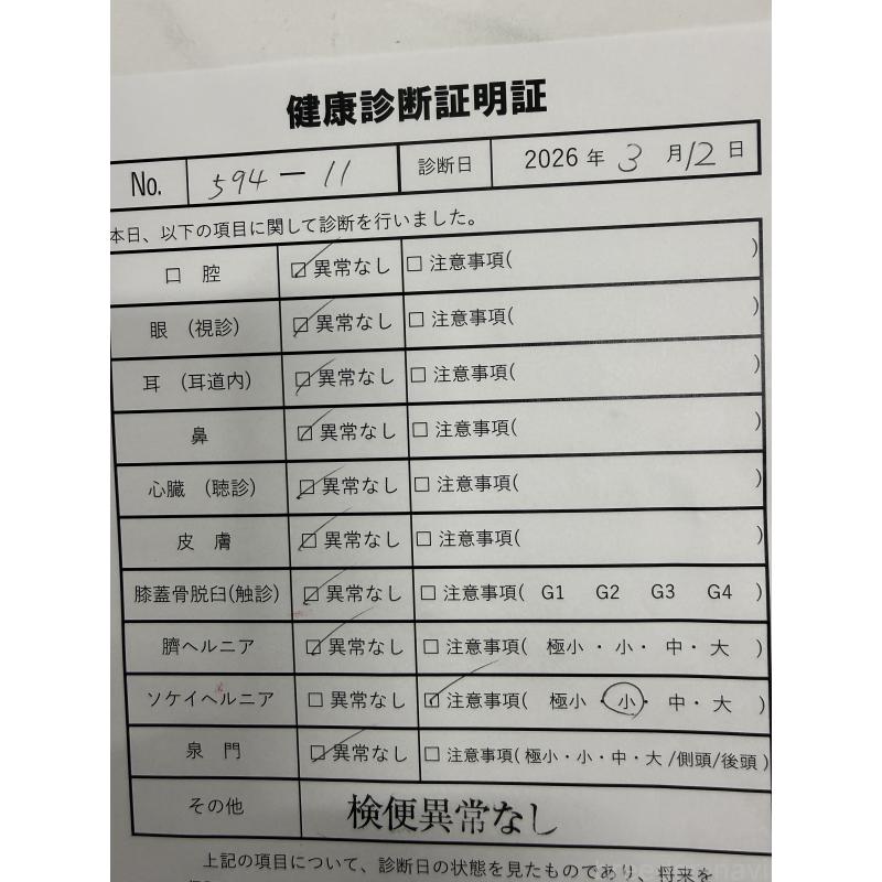 販売中の福岡県のチワマル:チワワ×マルチーズ-446151の5枚目