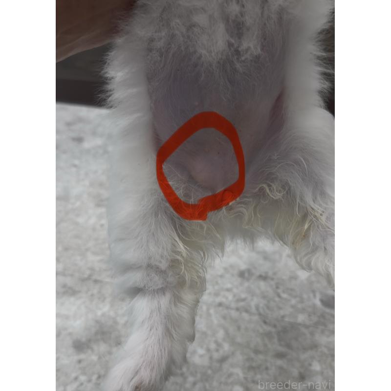 販売中の福岡県のチワマル:チワワ×マルチーズ-446151の4枚目