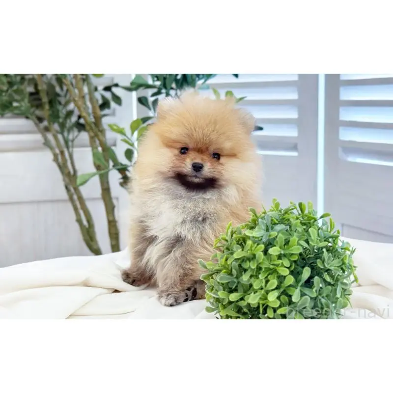 販売中の愛知県のポメラニアン-453427の4枚目