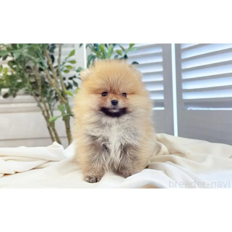 販売中の愛知県のポメラニアン-453427の3枚目
