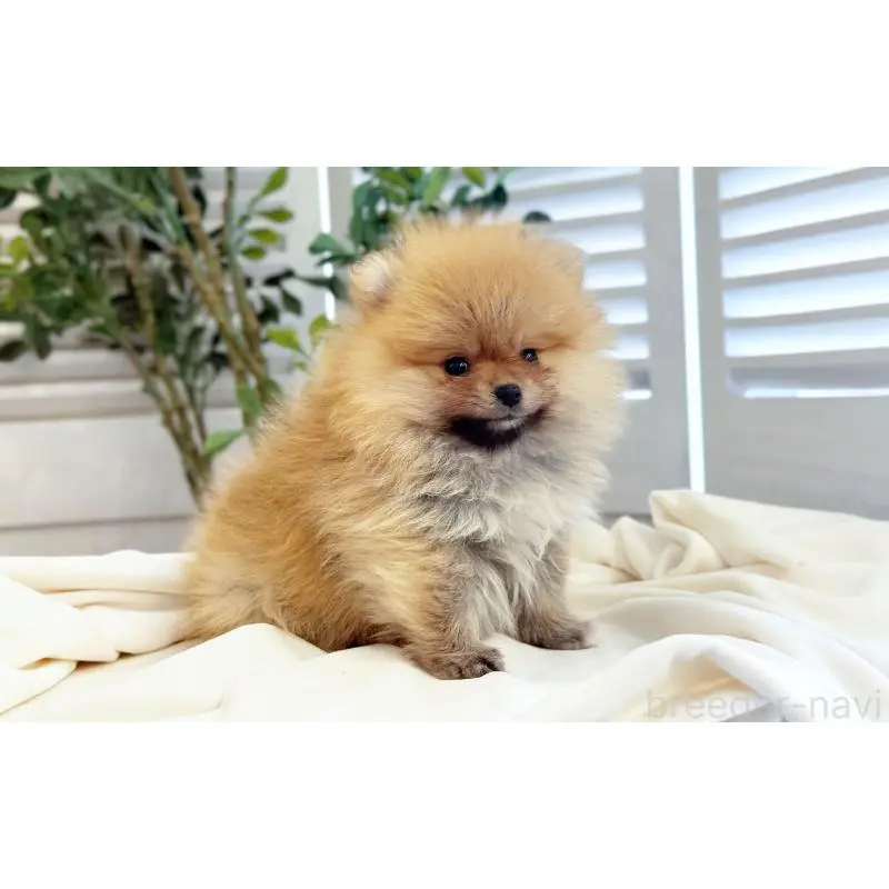 販売中の愛知県のポメラニアン-453427の2枚目