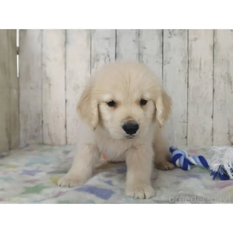 販売中の三重県のゴールデンレトリーバー-453428の5枚目