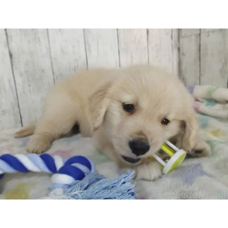 販売中の三重県のゴールデンレトリーバー-453428の4枚目