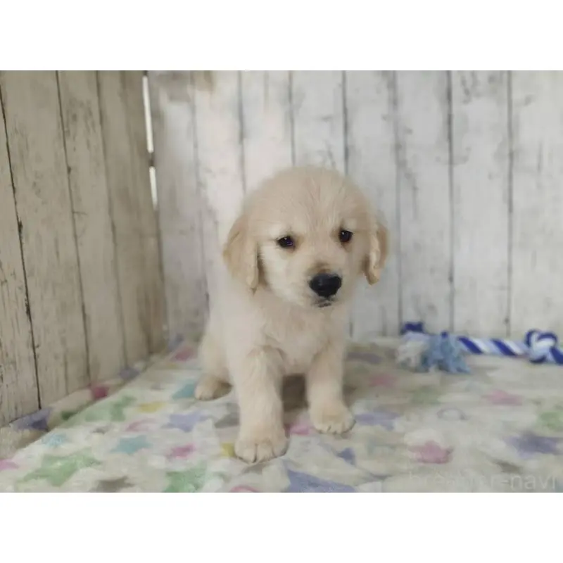 販売中の三重県のゴールデンレトリーバー-453428の2枚目