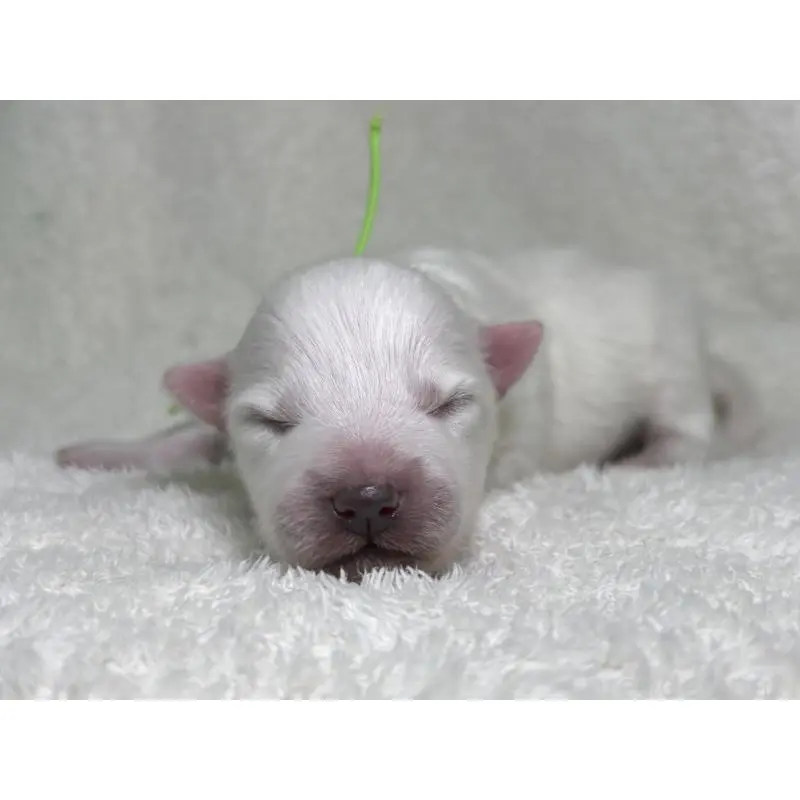 販売中の千葉県の日本スピッツ-453429の8枚目