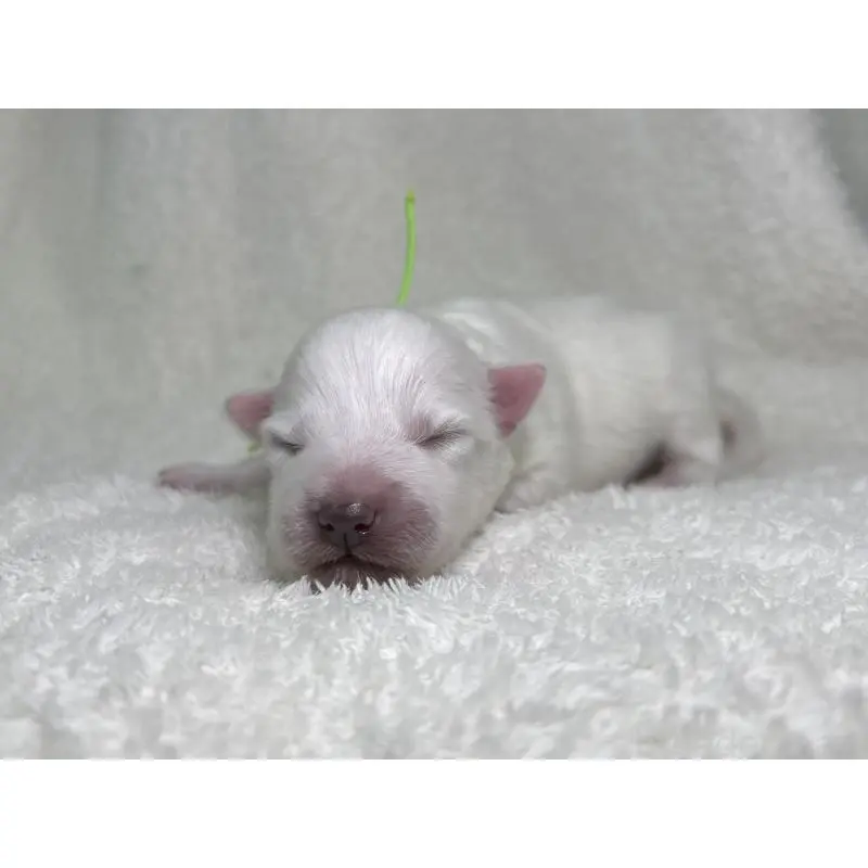 販売中の千葉県の日本スピッツ-453429の7枚目