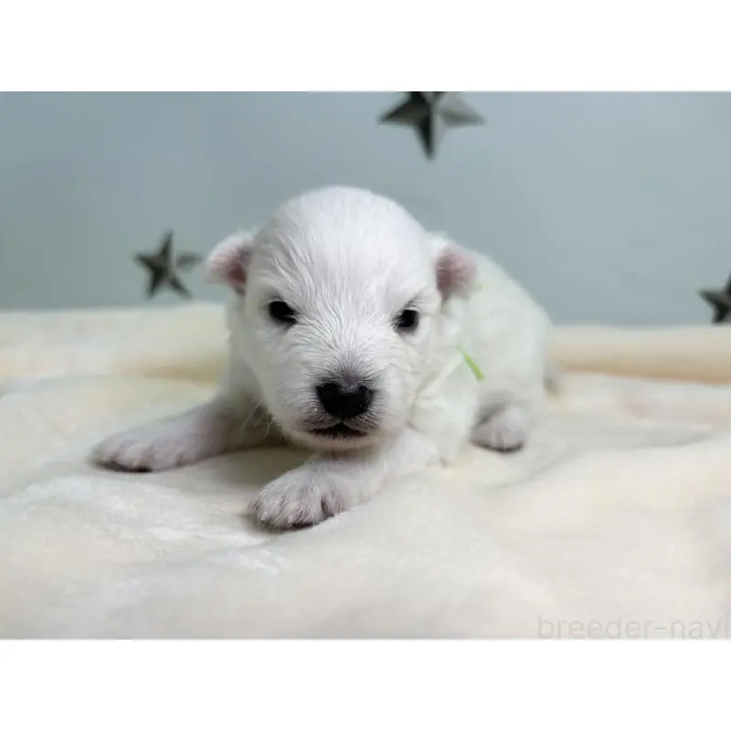 販売中の千葉県の日本スピッツ-453429の6枚目