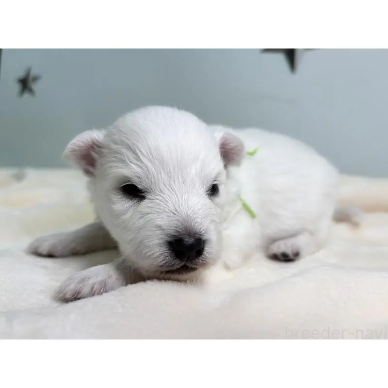 販売中の千葉県の日本スピッツ-453429の5枚目