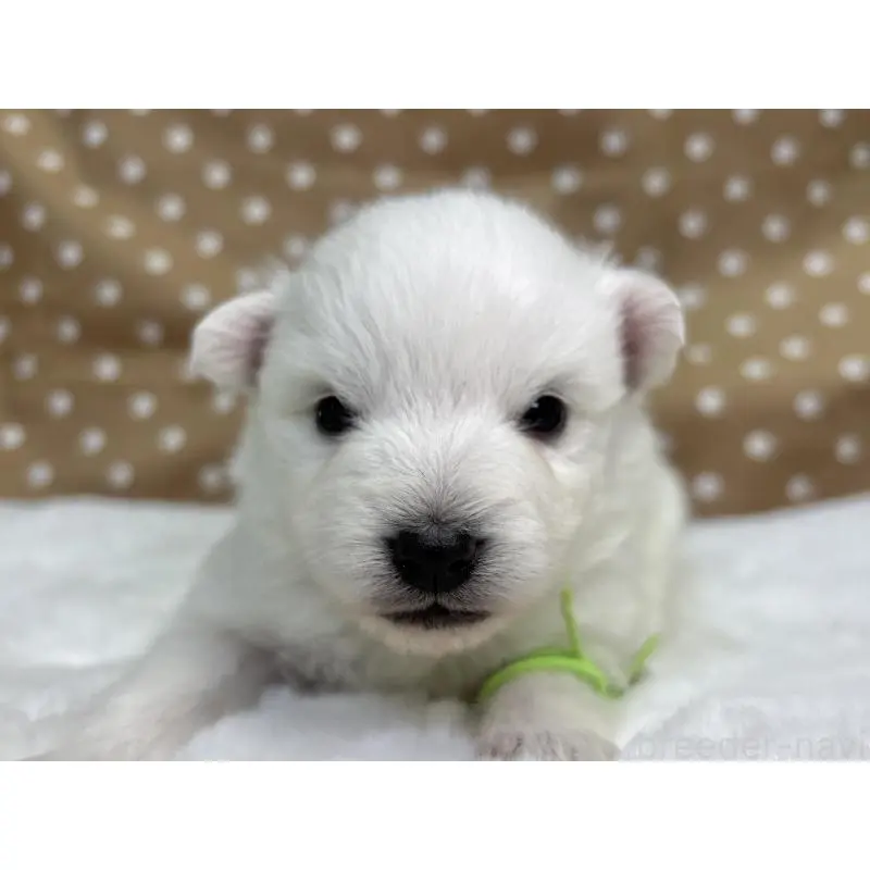 販売中の千葉県の日本スピッツ-453429の4枚目