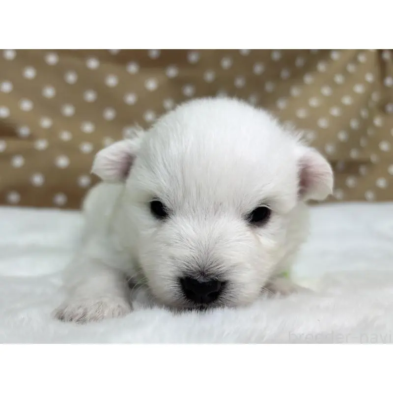 販売中の千葉県の日本スピッツ-453429の3枚目