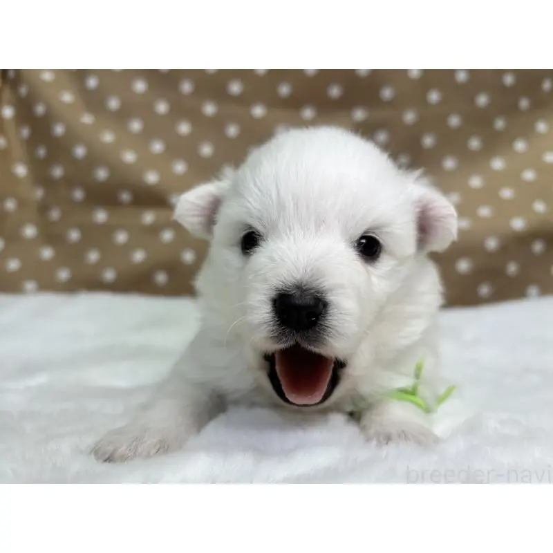 販売中の千葉県の日本スピッツ-453429の2枚目