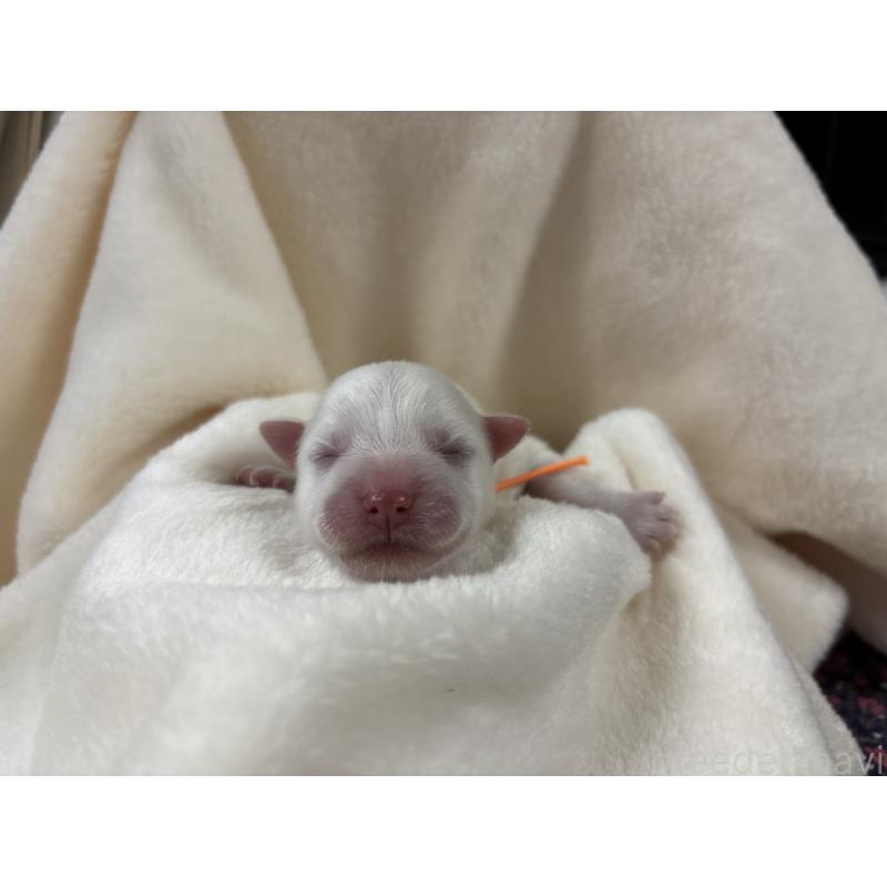 販売中の千葉県の日本スピッツ-453431の9枚目