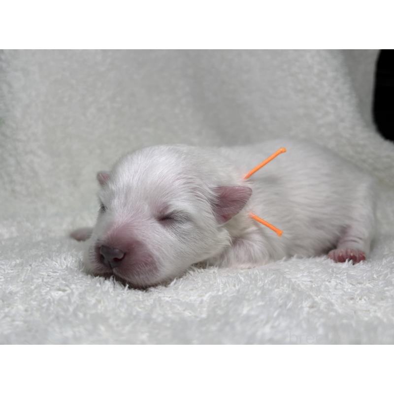 販売中の千葉県の日本スピッツ-453431の8枚目