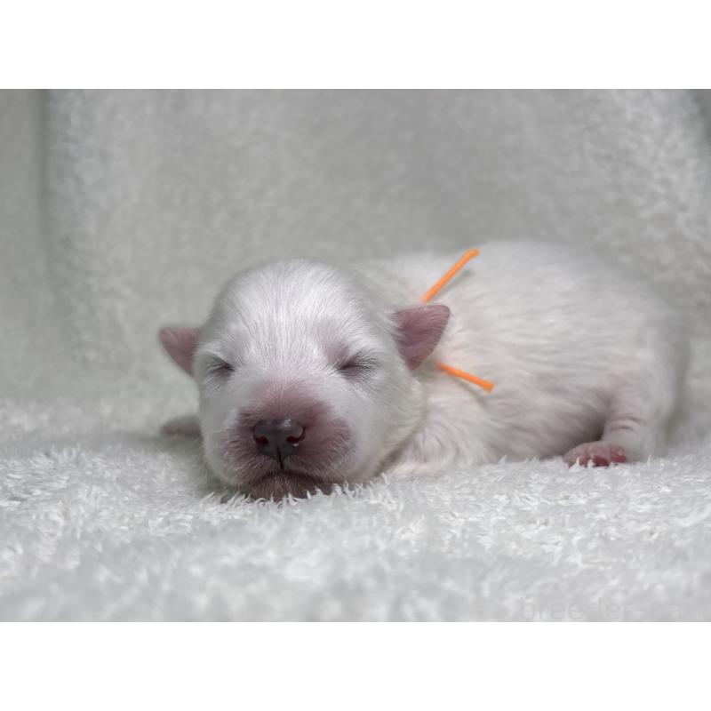 販売中の千葉県の日本スピッツ-453431の7枚目