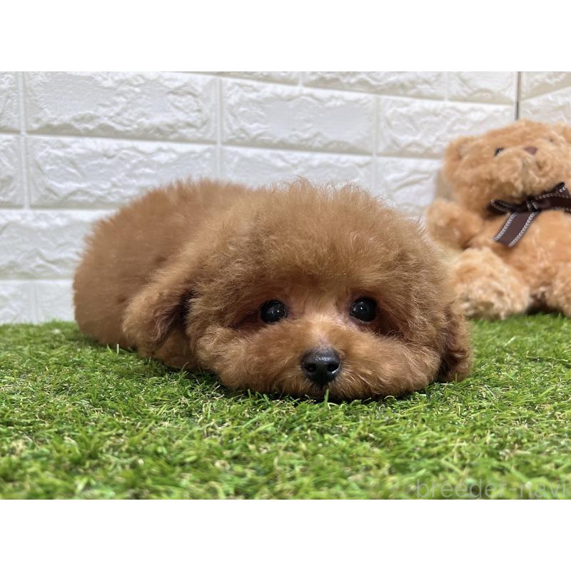 販売中の福岡県のタイニープードル-453432の7枚目