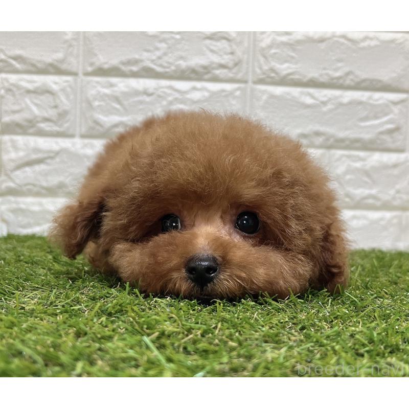 販売中の福岡県のタイニープードル-453432の6枚目