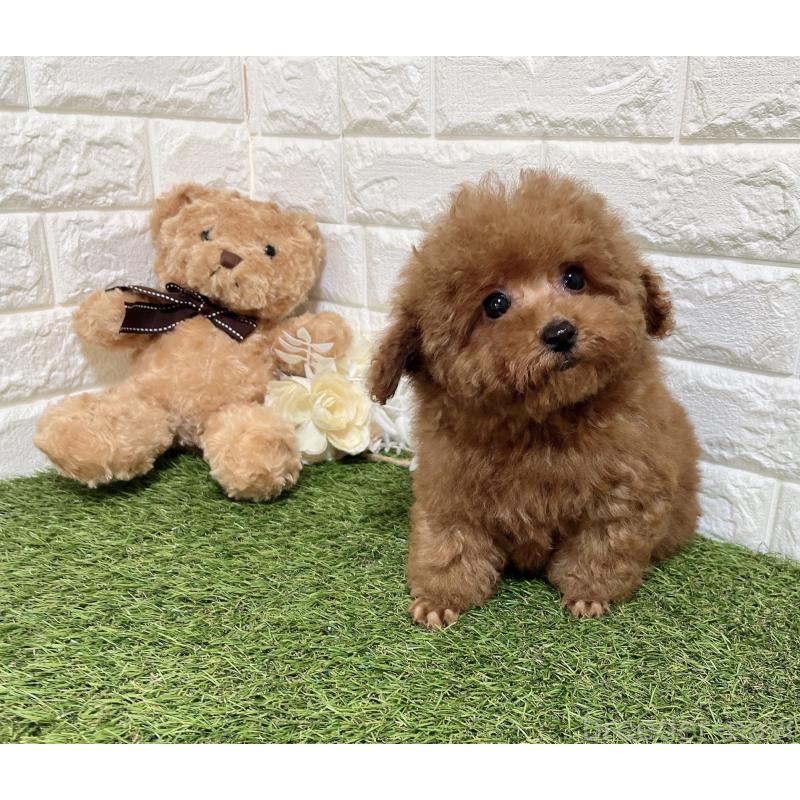 販売中の福岡県のタイニープードル-453432の5枚目