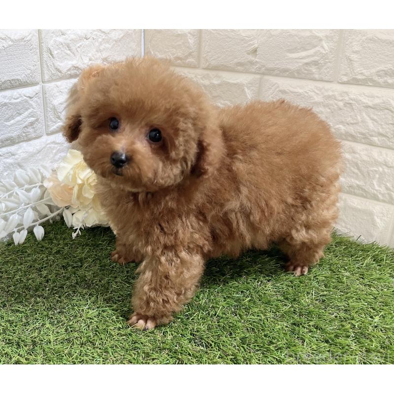 販売中の福岡県のタイニープードル-453432の4枚目