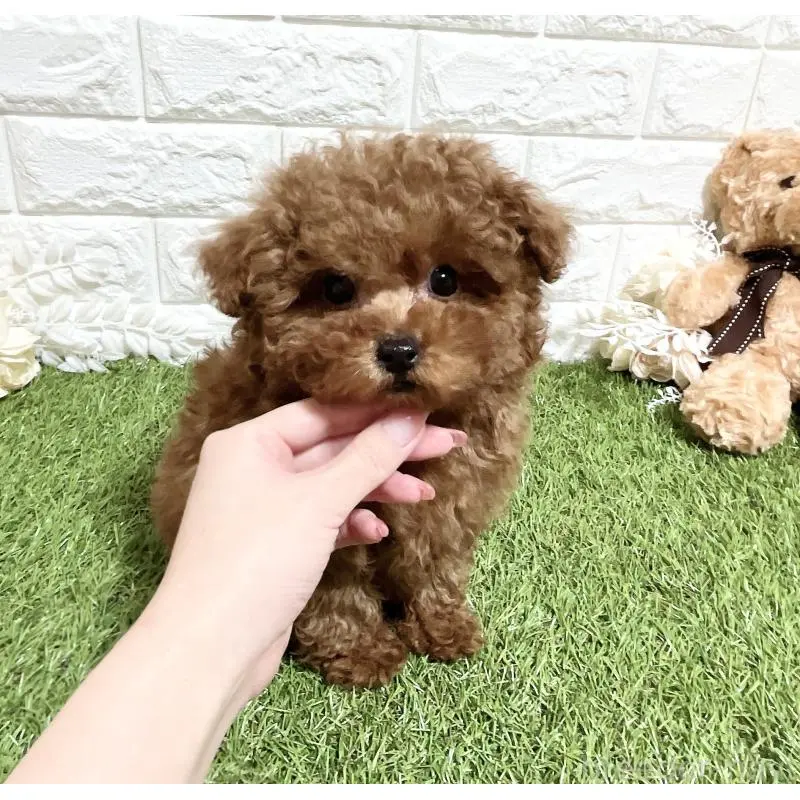 販売中の福岡県のタイニープードル-453432の3枚目