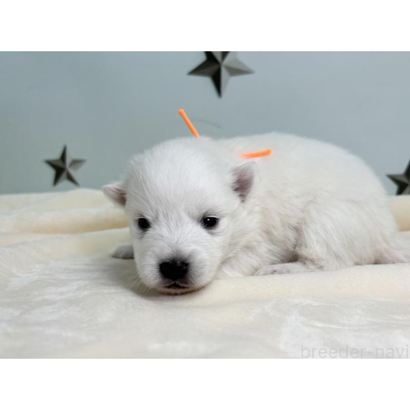 販売中の千葉県の日本スピッツ-453431の6枚目