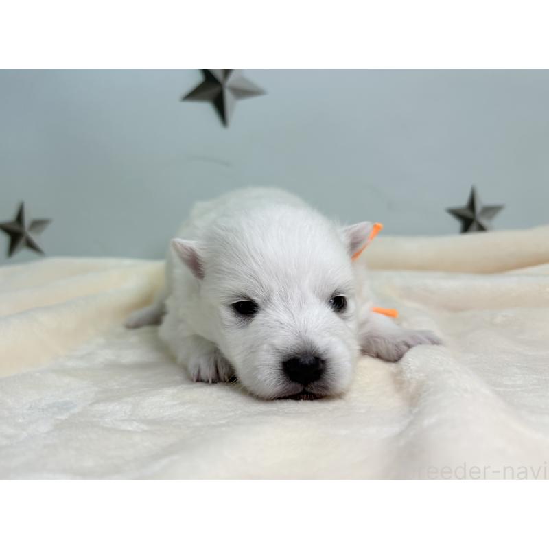 販売中の千葉県の日本スピッツ-453431の5枚目