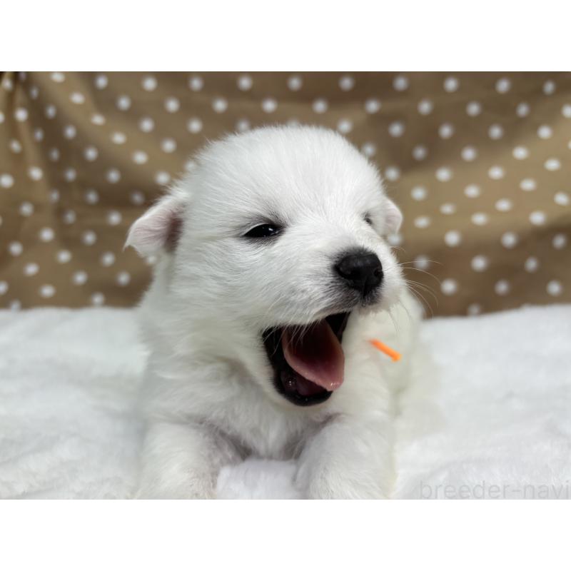 販売中の千葉県の日本スピッツ-453431の4枚目