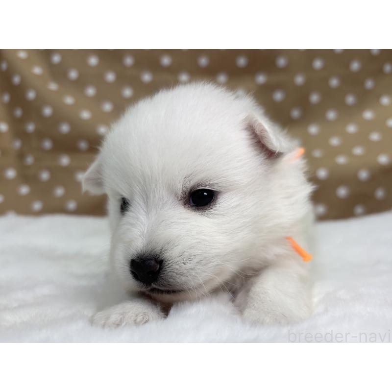 販売中の千葉県の日本スピッツ-453431の3枚目