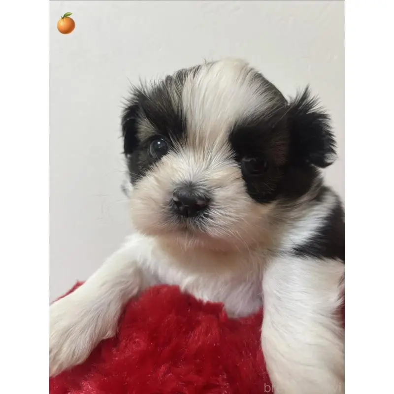 販売中の岐阜県のシーズー-453433の2枚目