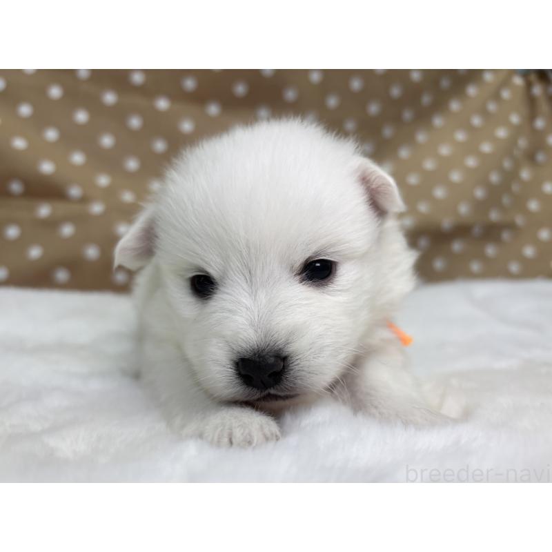 販売中の千葉県の日本スピッツ-453431の2枚目